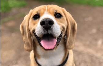 Picking The Best Food For German Shepherds